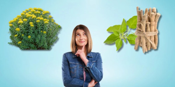 Ashwagandha ή Rhodiola; Τι να επιλέξω;